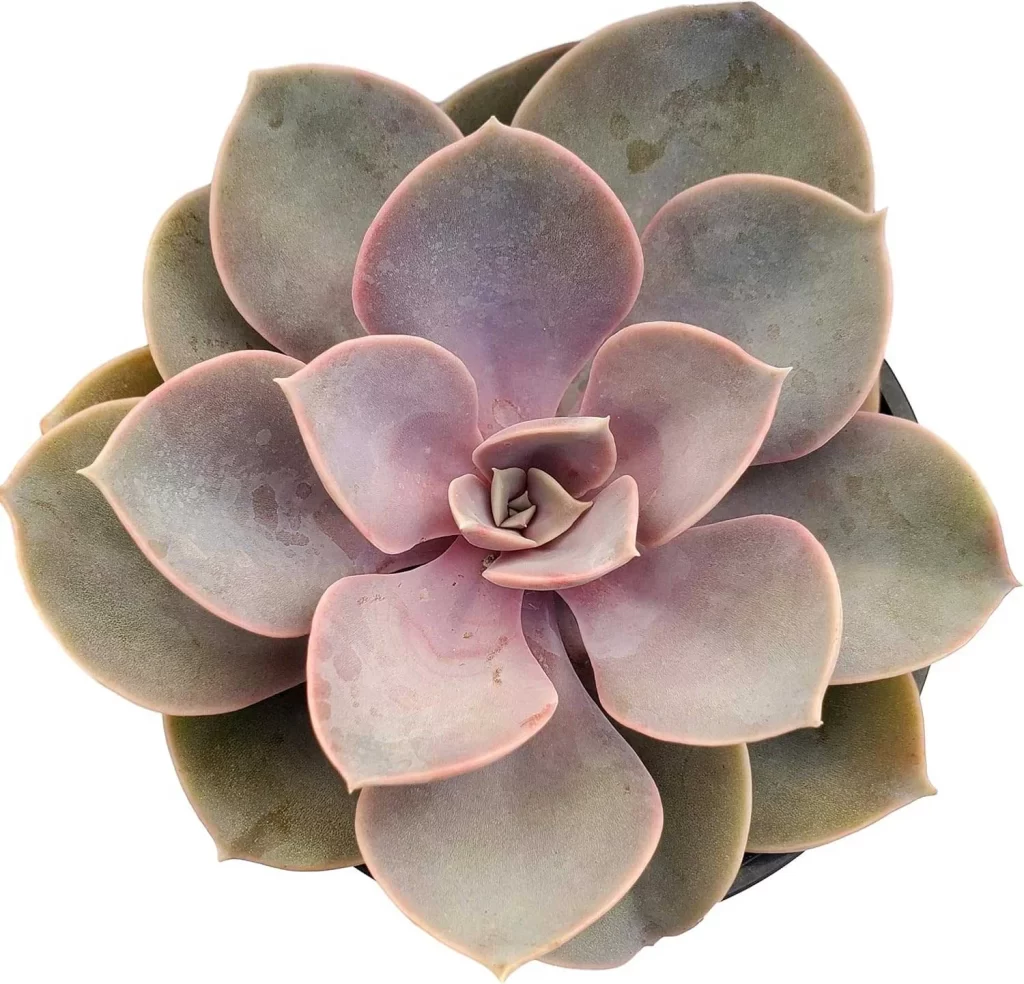 The Most Popular Low-Maintenance Plants for Living Walls 3 The Most Popular Low Maintenance Plants for Living Walls 1