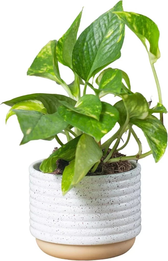 The Most Popular Low-Maintenance Plants for Living Walls 12 The Most Popular Low Maintenance Plants for Living Walls 10