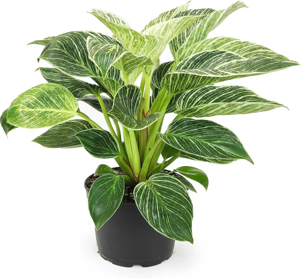 The Most Popular Low-Maintenance Plants for Living Walls 13 The Most Popular Low Maintenance Plants for Living Walls 11