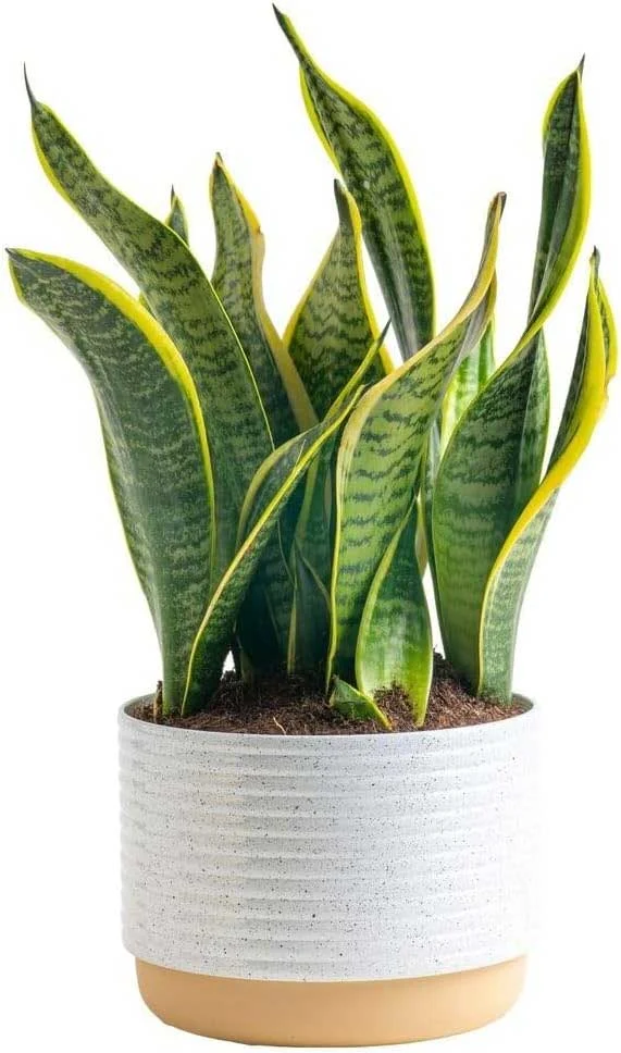 The Most Popular Low-Maintenance Plants for Living Walls 14 The Most Popular Low Maintenance Plants for Living Walls 12