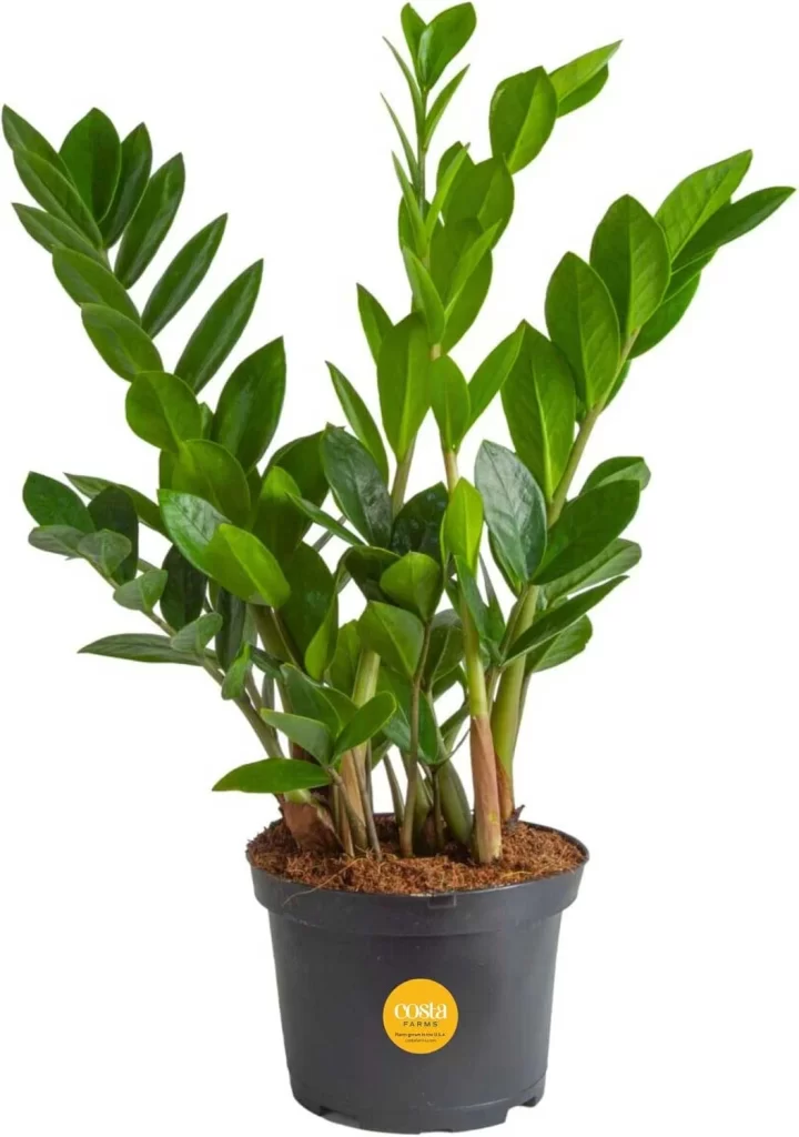The Most Popular Low-Maintenance Plants for Living Walls 15 The Most Popular Low Maintenance Plants for Living Walls 13