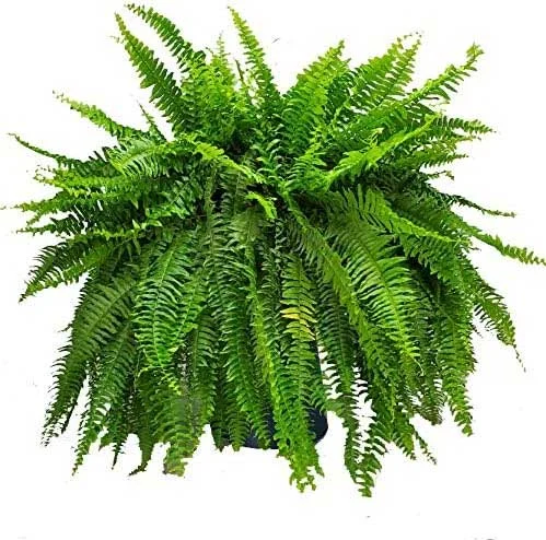 The Most Popular Low-Maintenance Plants for Living Walls 16 The Most Popular Low Maintenance Plants for Living Walls 14