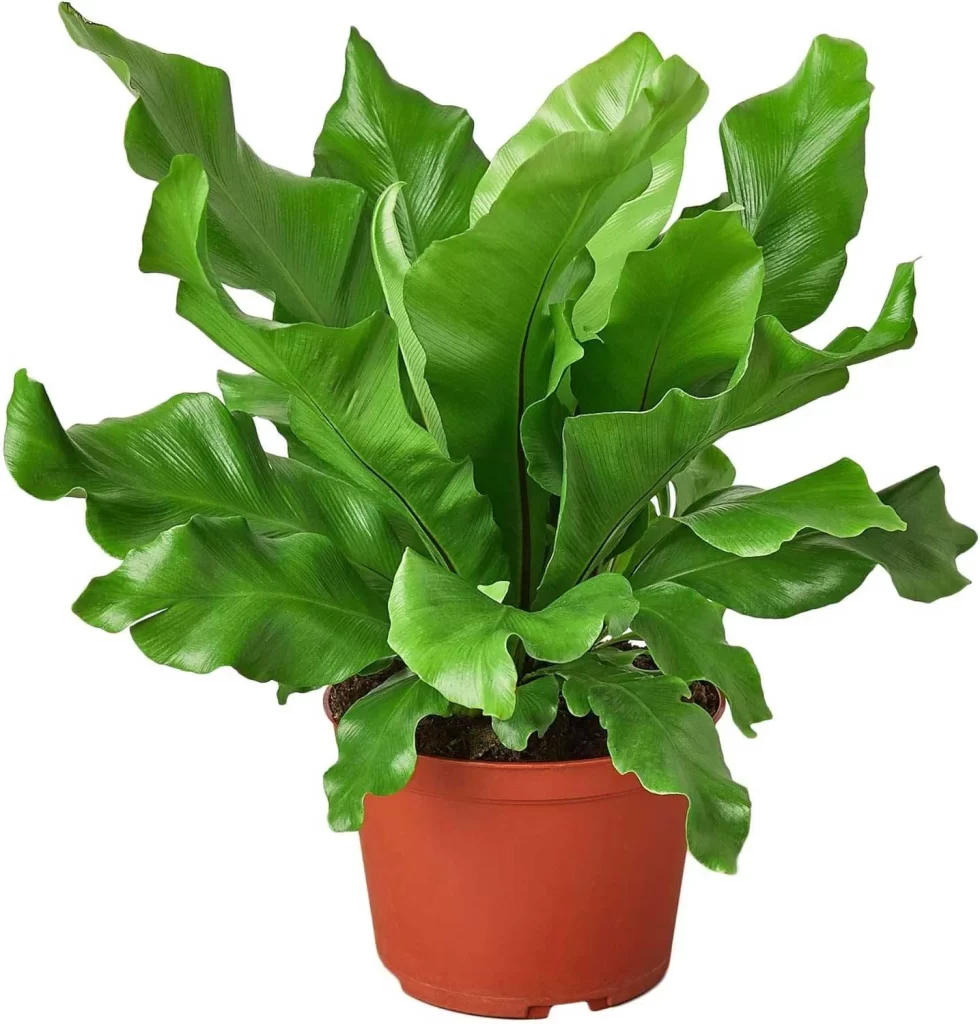 The Most Popular Low-Maintenance Plants for Living Walls 17 The Most Popular Low Maintenance Plants for Living Walls 15