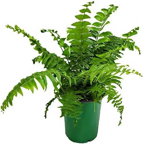 The Most Popular Low-Maintenance Plants for Living Walls 18 The Most Popular Low Maintenance Plants for Living Walls 16