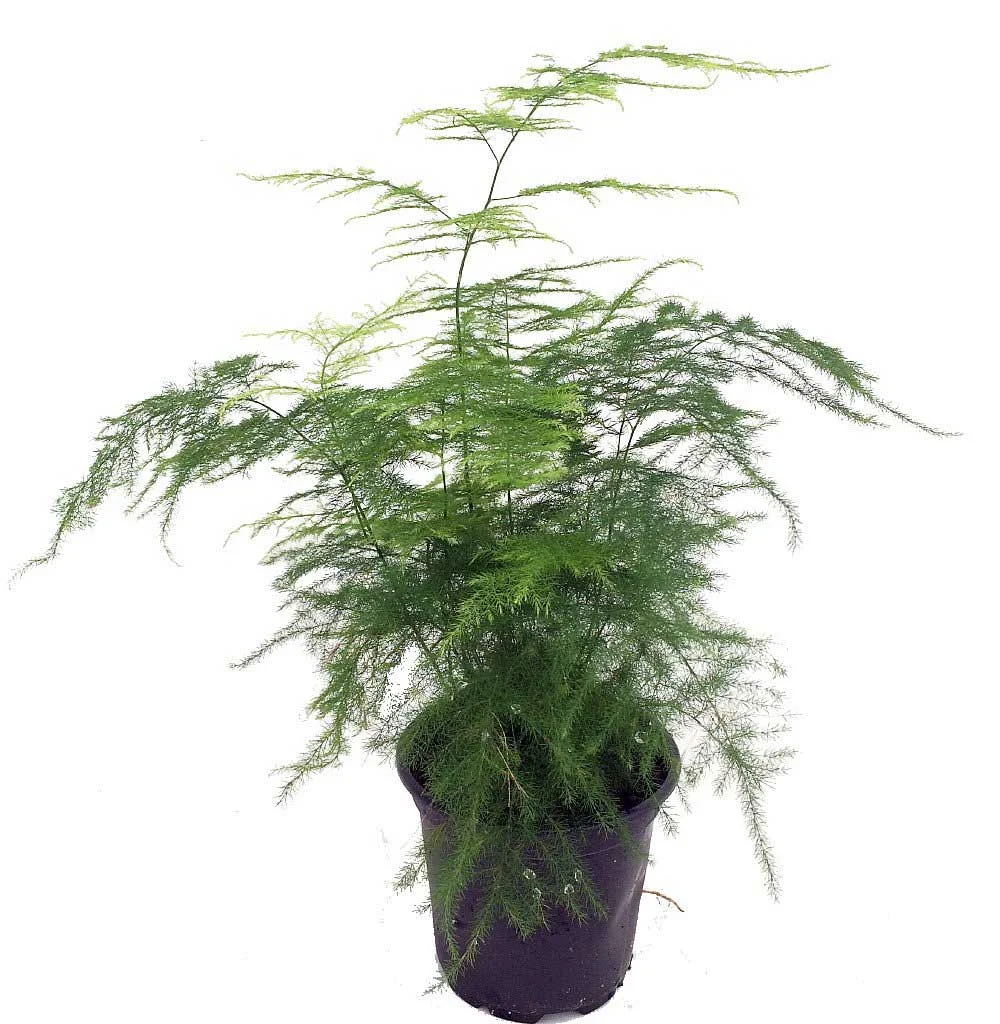 The Most Popular Low-Maintenance Plants for Living Walls 19 The Most Popular Low Maintenance Plants for Living Walls 17