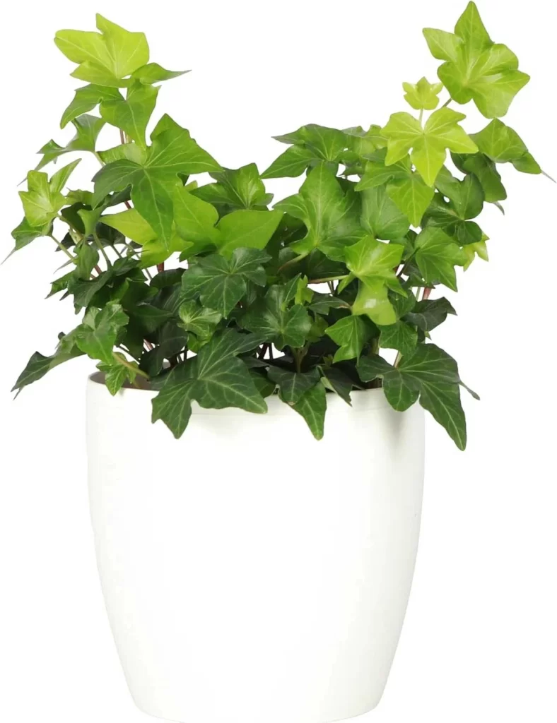 The Most Popular Low-Maintenance Plants for Living Walls 20 The Most Popular Low Maintenance Plants for Living Walls 18