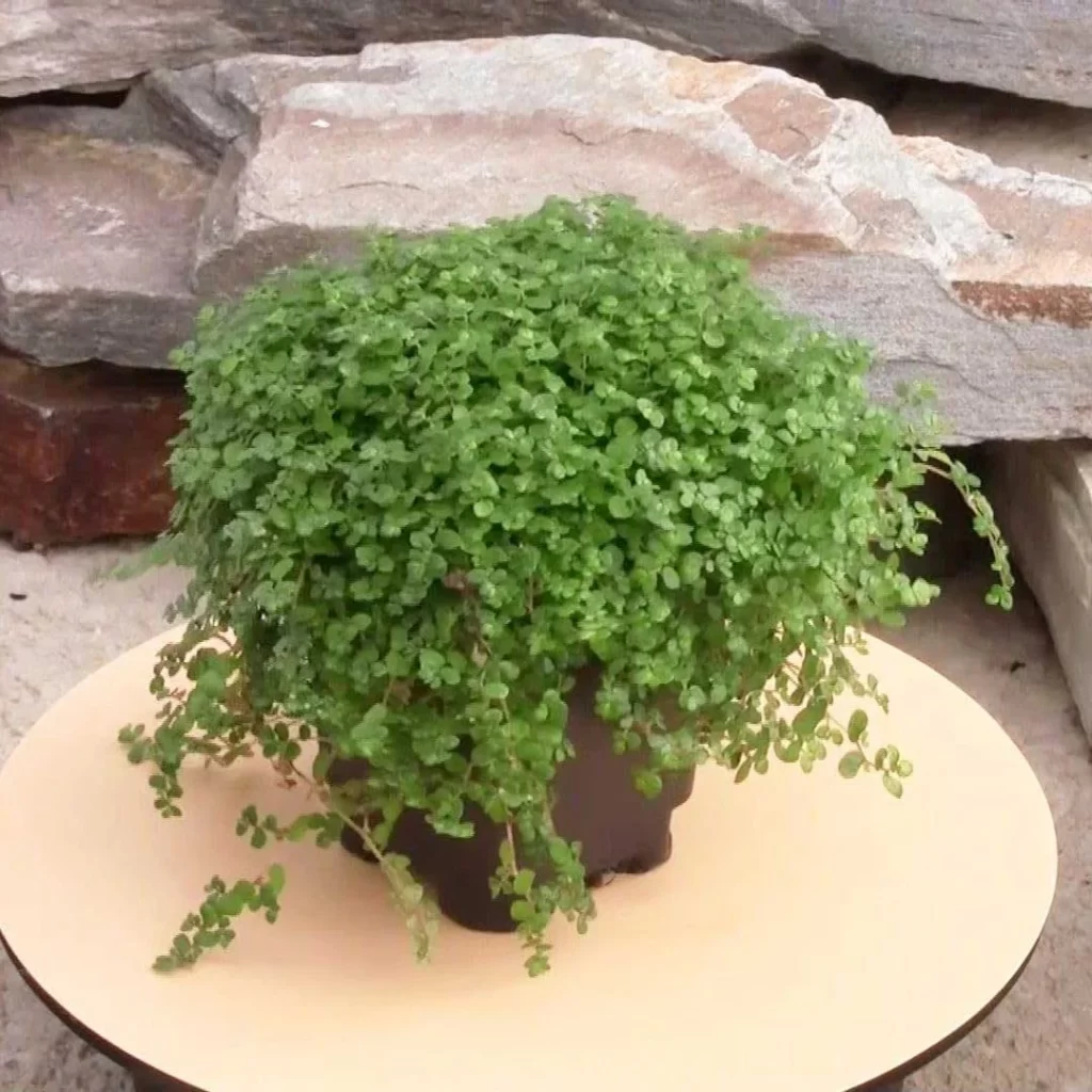 The Most Popular Low-Maintenance Plants for Living Walls 21 The Most Popular Low Maintenance Plants for Living Walls 19