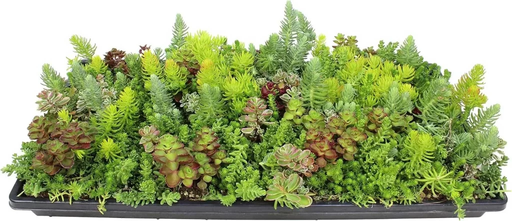 The Most Popular Low-Maintenance Plants for Living Walls 4 The Most Popular Low Maintenance Plants for Living Walls 2
