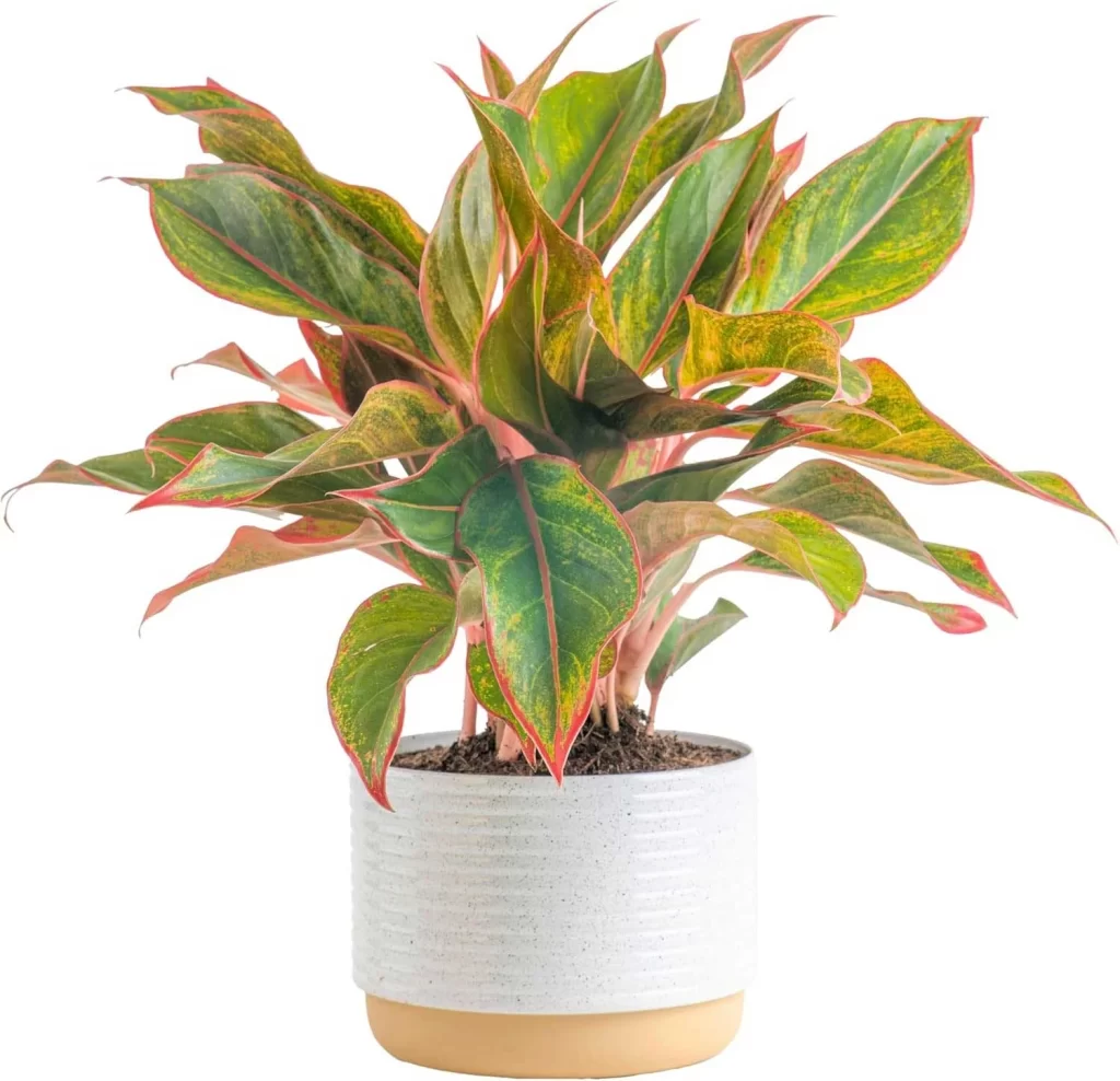 The Most Popular Low-Maintenance Plants for Living Walls 22 The Most Popular Low Maintenance Plants for Living Walls 20