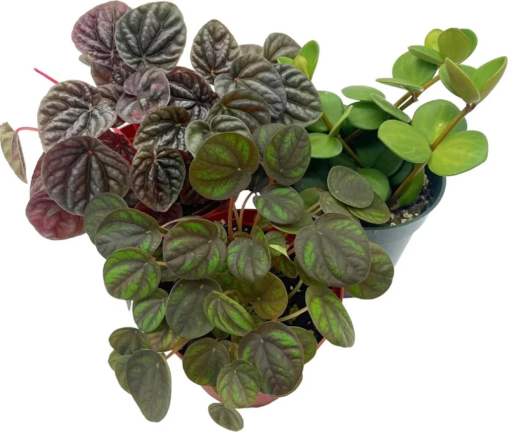 The Most Popular Low-Maintenance Plants for Living Walls 23 The Most Popular Low Maintenance Plants for Living Walls 21