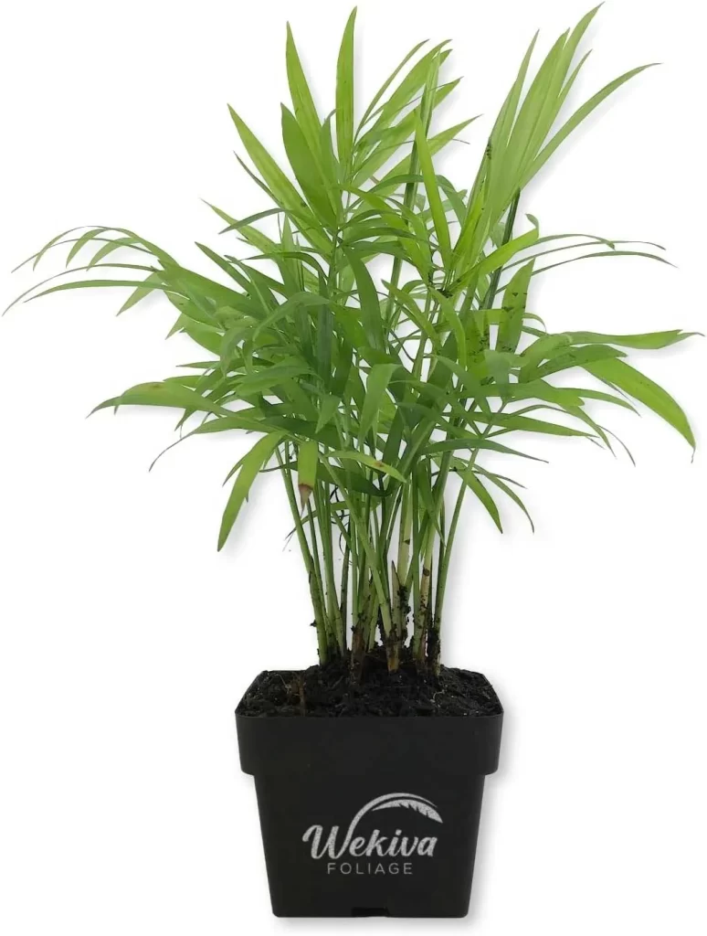 The Most Popular Low-Maintenance Plants for Living Walls 24 The Most Popular Low Maintenance Plants for Living Walls 22