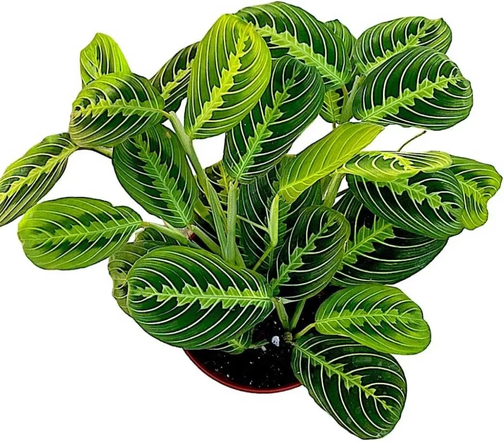 The Most Popular Low-Maintenance Plants for Living Walls 25 The Most Popular Low Maintenance Plants for Living Walls 23