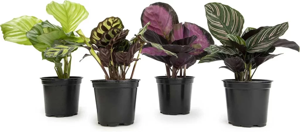 The Most Popular Low-Maintenance Plants for Living Walls 26 The Most Popular Low Maintenance Plants for Living Walls 24
