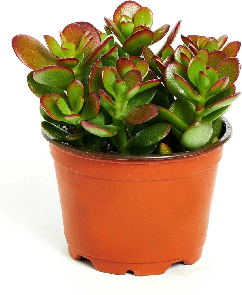The Most Popular Low-Maintenance Plants for Living Walls 5 The Most Popular Low Maintenance Plants for Living Walls 3