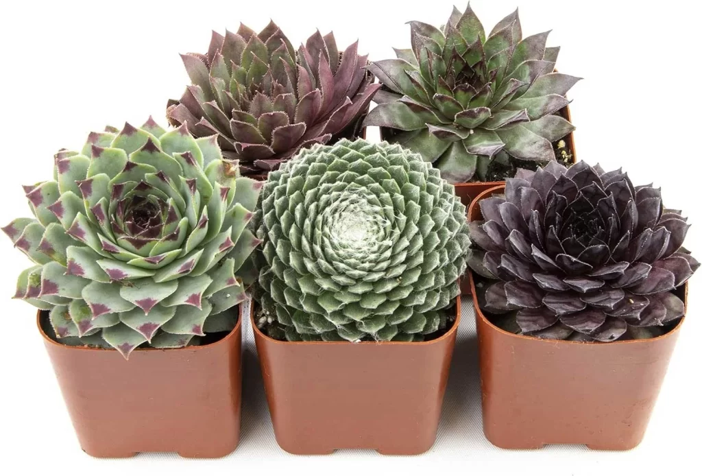 The Most Popular Low-Maintenance Plants for Living Walls 6 The Most Popular Low Maintenance Plants for Living Walls 4