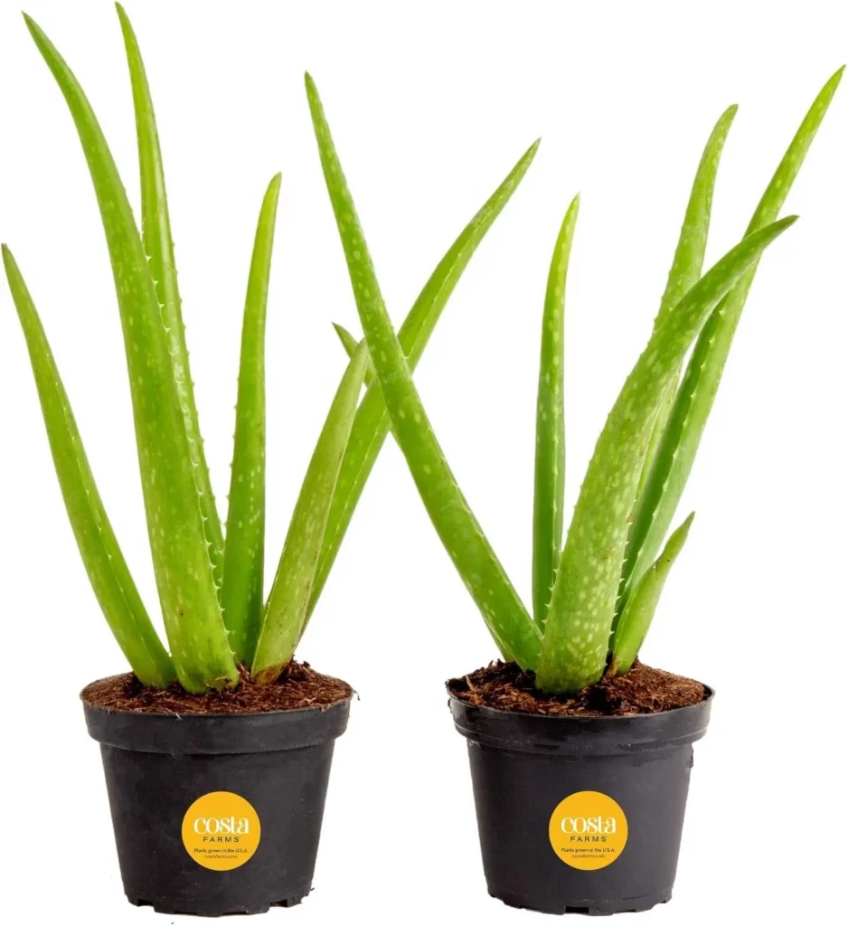 The Most Popular Low-Maintenance Plants for Living Walls 7 The Most Popular Low Maintenance Plants for Living Walls 5