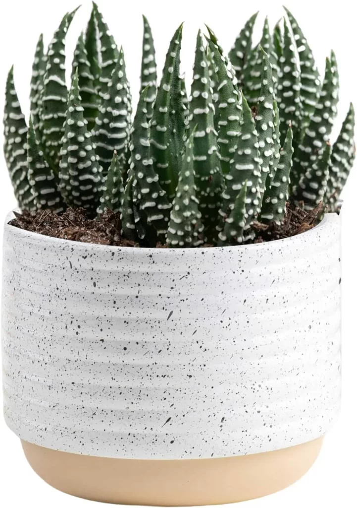 The Most Popular Low-Maintenance Plants for Living Walls 8 The Most Popular Low Maintenance Plants for Living Walls 6