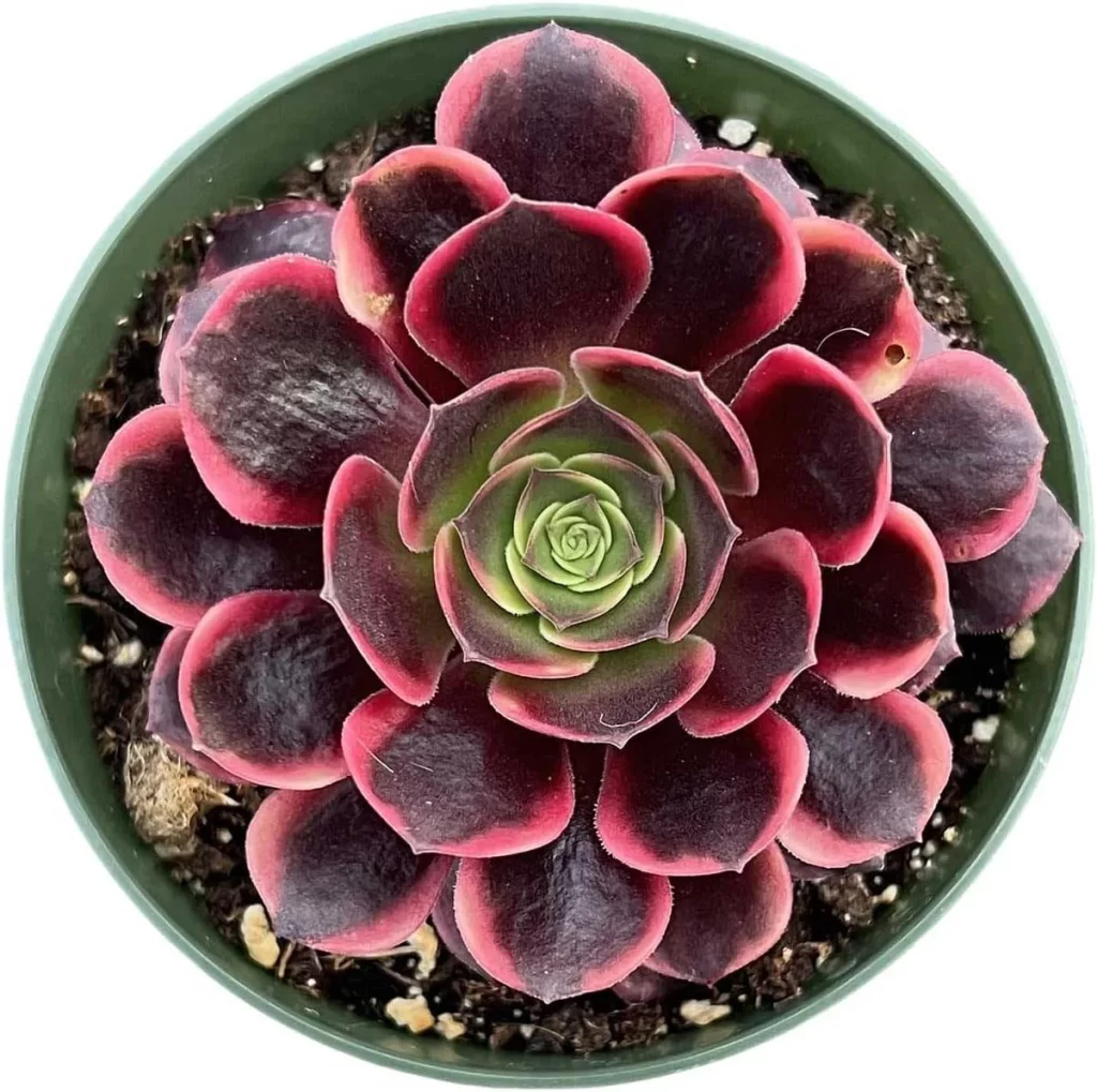 The Most Popular Low-Maintenance Plants for Living Walls 10 The Most Popular Low Maintenance Plants for Living Walls 8