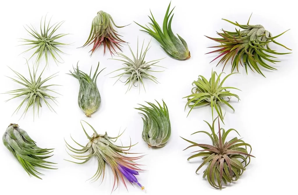 The Most Popular Low-Maintenance Plants for Living Walls 11 The Most Popular Low Maintenance Plants for Living Walls 9