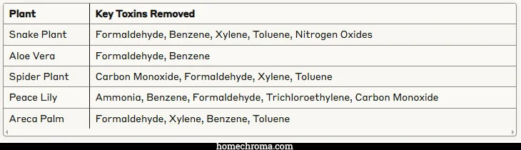 Sleep Better Tonight: Top Plants for Nighttime Oxygen Production