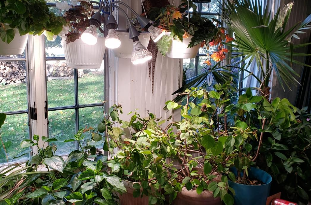 LED Grow Light Reviews: The Most Recommended Options For Your Kitchen Garden