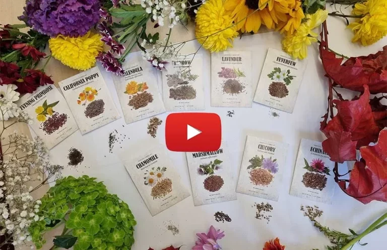 Add This Delicious Backyard Flower to Your Tea to Melt Stress Away