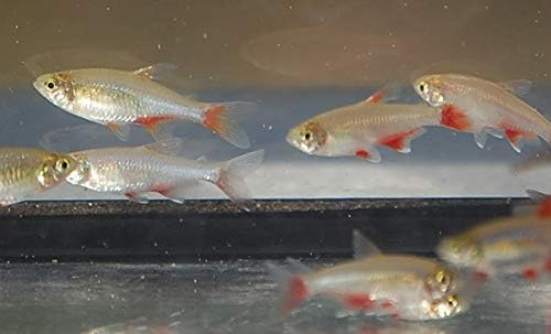 The Most Therapeutic Indoor Aquaponic Water Garden Setup