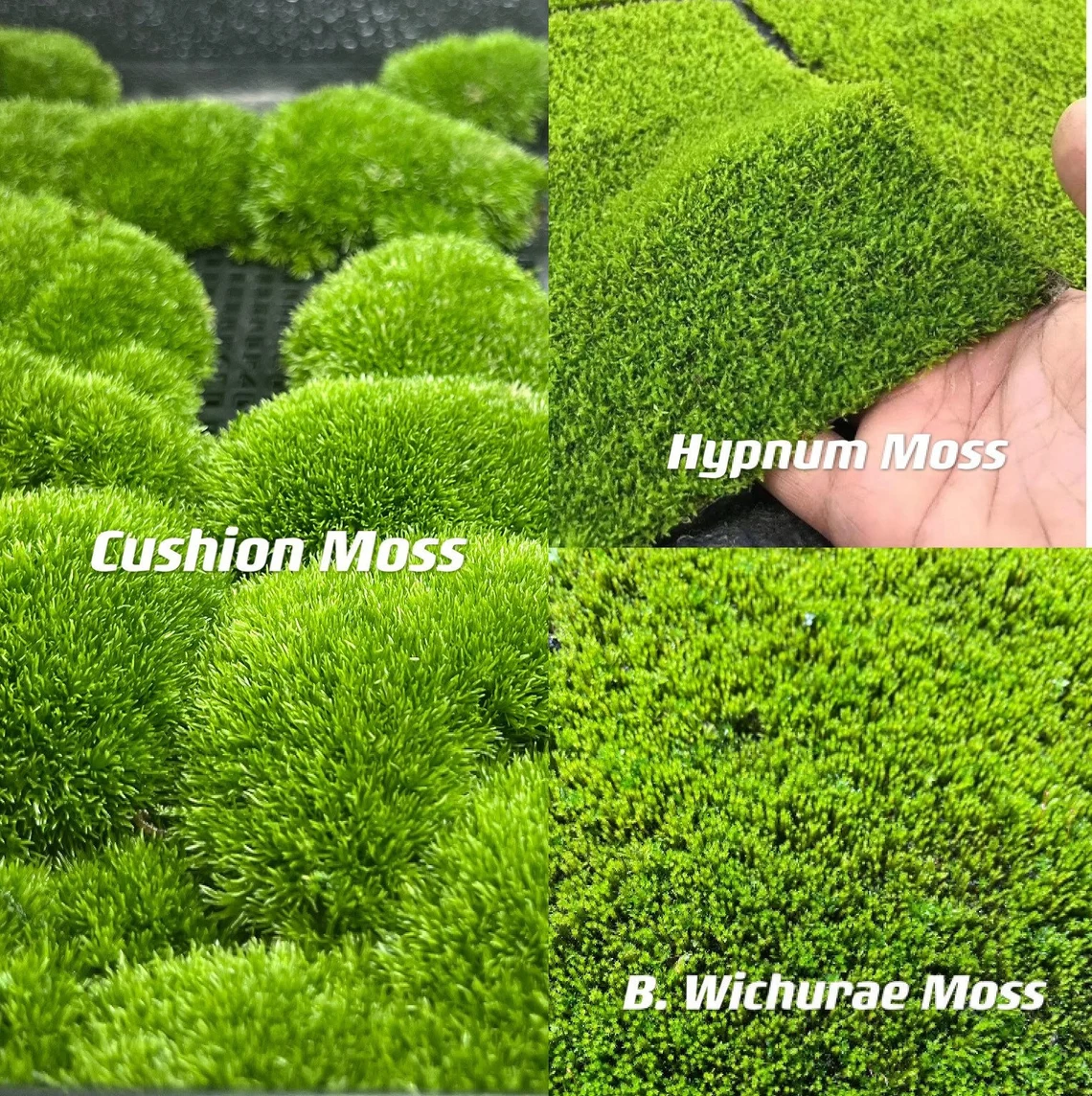 The Most Eco-friendly Moss Rug You'll Find: A Soft & Natural Underfoot Sensation