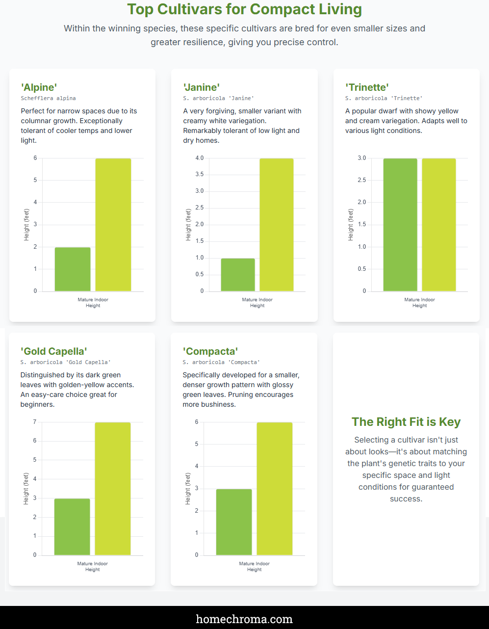 The Best Umbrella Trees for Small Apartment Living: Your Complete Guide to Compact Indoor Greenery