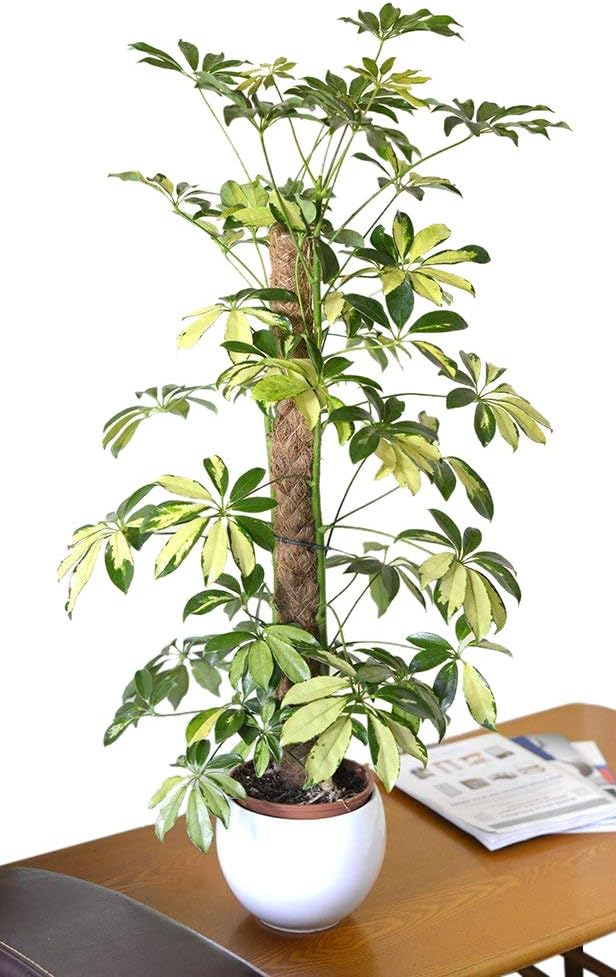The Best Umbrella Trees for Small Apartment Living: Your Complete Guide to Compact Indoor Greenery