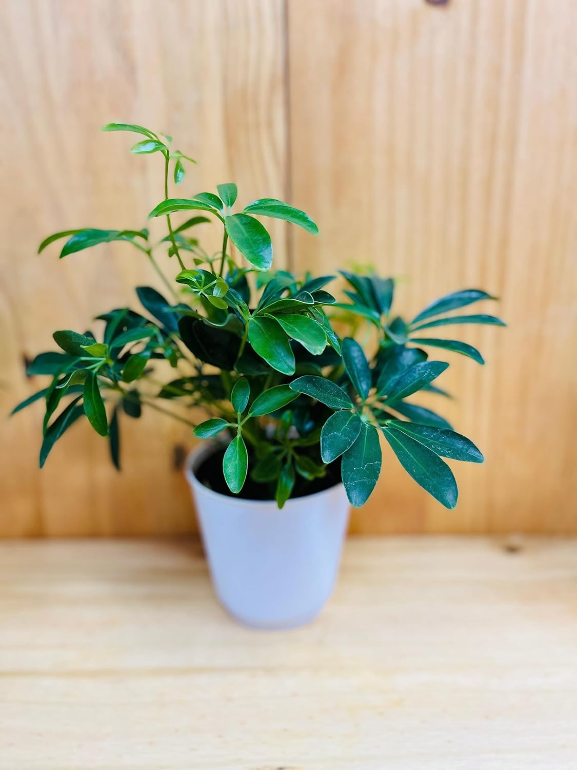 The Best Umbrella Trees for Small Apartment Living: Your Complete Guide to Compact Indoor Greenery