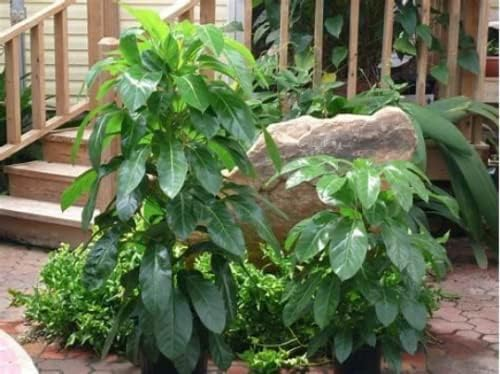 The Best Umbrella Trees for Small Apartment Living: Your Complete Guide to Compact Indoor Greenery