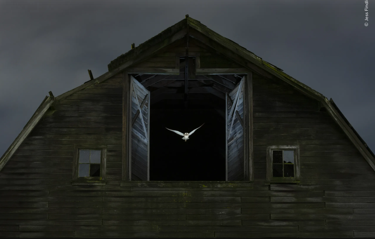 10 Most Inspiring Nature Photography Prints for Creative Flow