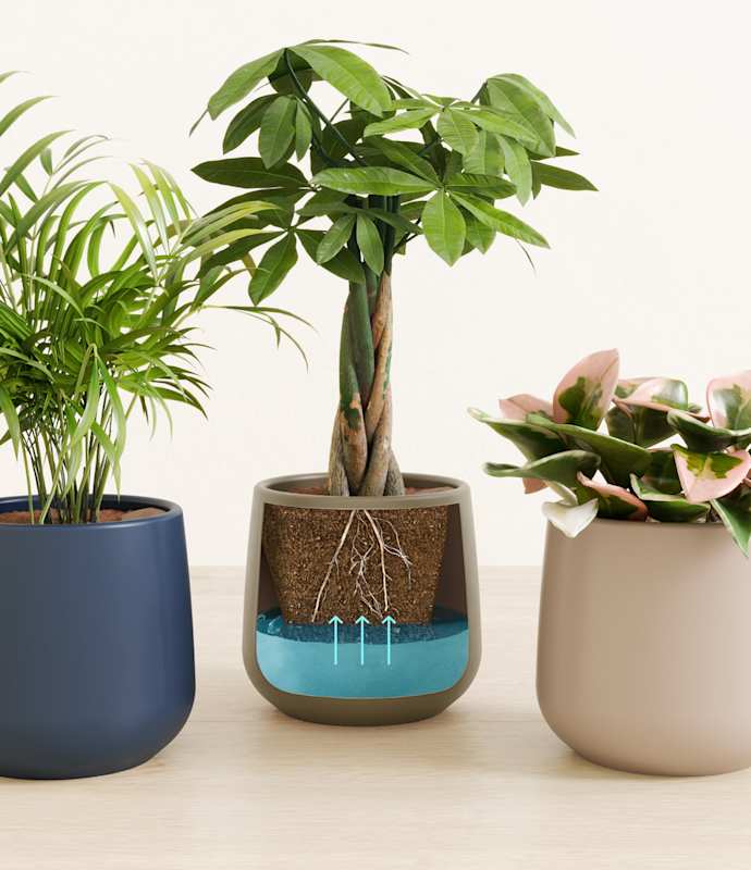 3 Low-Fuss Self-Watering Planters That Save Forgetful Plant Parents (And Their Plants)