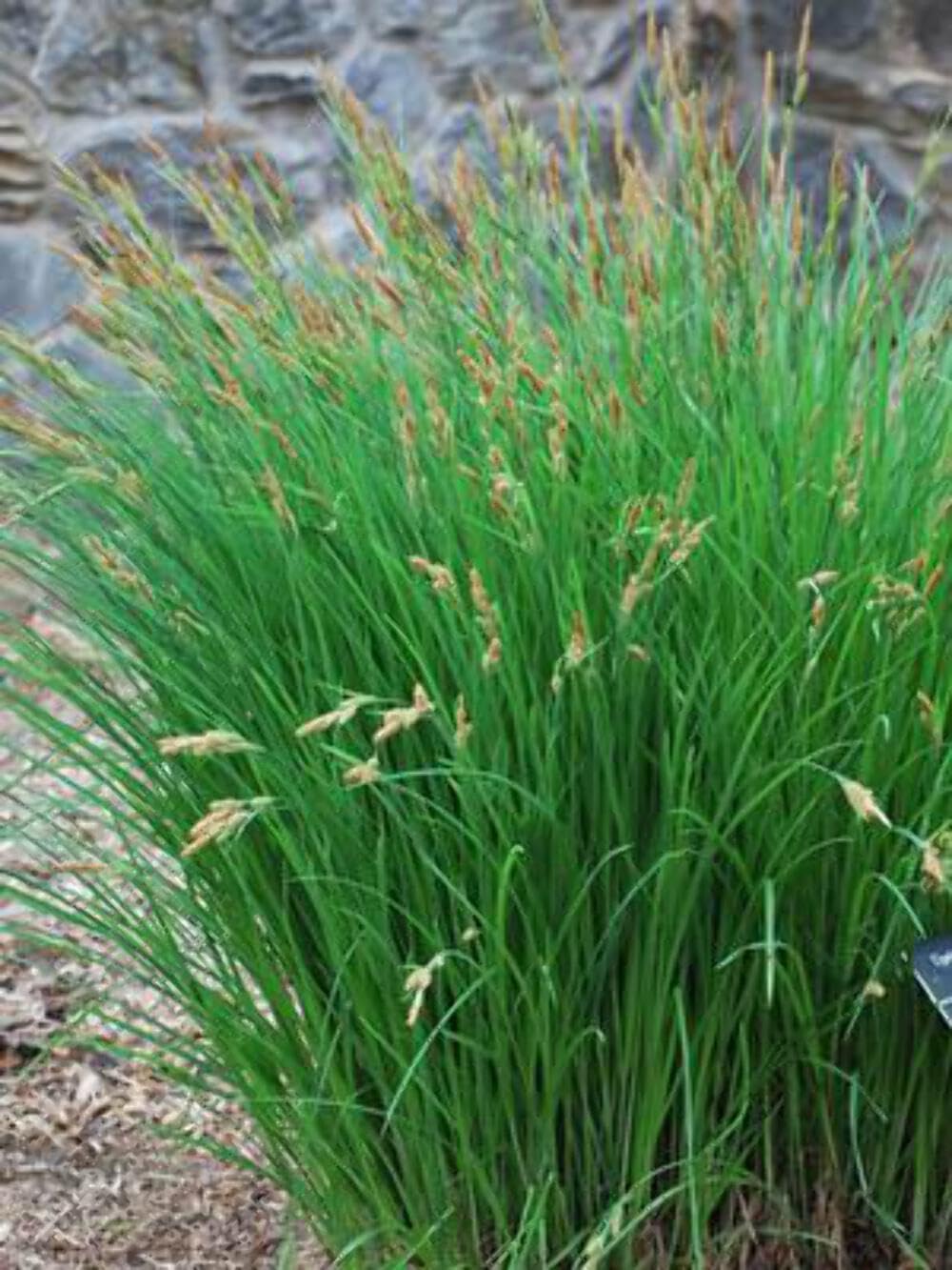 Best Shade Rain Garden Plants That Won't Die in Your Wet, Muddy Yard
