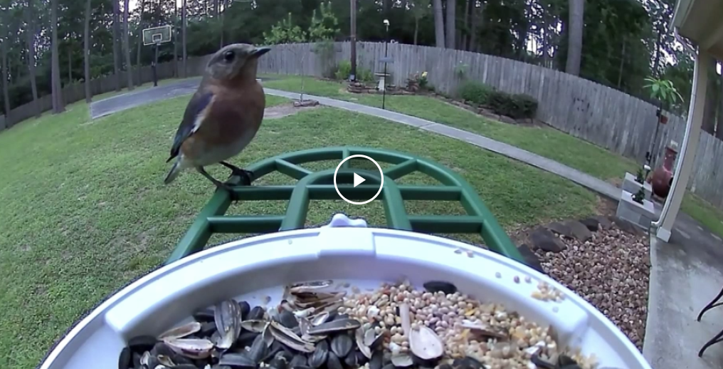 Harymor Bird Feeder Review: Smart Birdwatching Revolution or Overhyped Gadget?