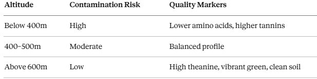 Best Ceremonial Matcha Reviewed — Do You Recognize These 6 Warning Signs Your Matcha Is Loaded With Lead Contamination From Low-Altitude Farms?