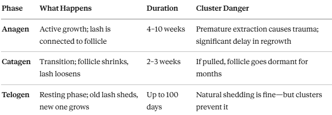 Best No-Glue Lash Clusters Reviewed — Do You Recognize These 6 Warning Signs Your Clusters Are Destroying the Follicles That Determine Whether Your Natural Lashes Ever Grow Back?